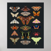 Moth Cotgattcore Insektenkunst Poster (Vorne)
