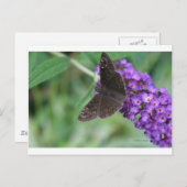 Moth Dreams Postkarte (Vorne/Hinten)