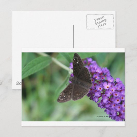 Moth Dreams Postkarte (Vorne/Hinten)