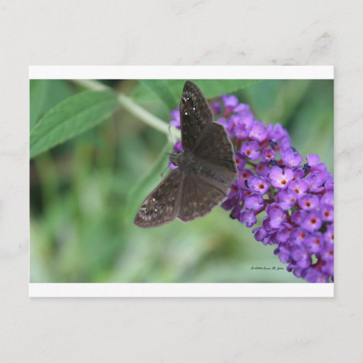 Moth Dreams Postkarte (Vorderseite)