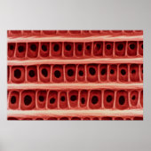 Moth - Flügelskala Poster (Vorne)