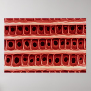 Moth - Flügelskala Poster