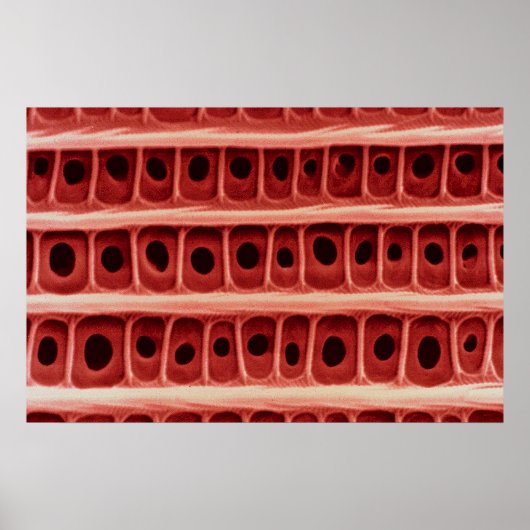 Moth - Flügelskala Poster (Vorne)