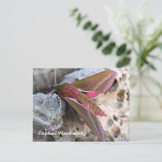 Moth Magic: Elephant Hawk-moth-Postkarte Postkarte (Stehend Vorderseite)