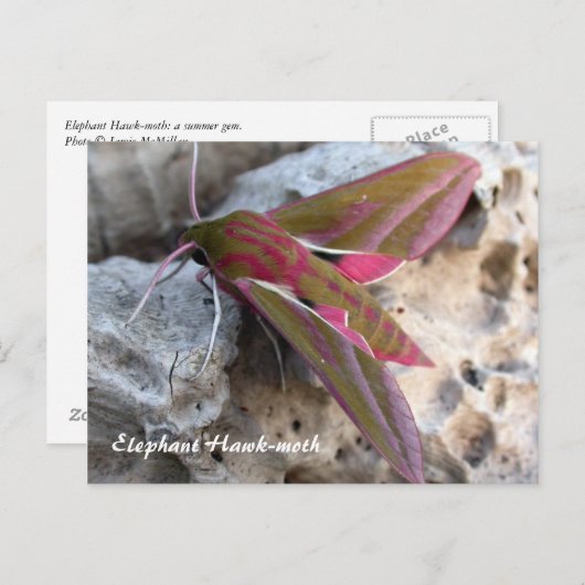 Moth Magic: Elephant Hawk-moth-Postkarte Postkarte (Vorne/Hinten)