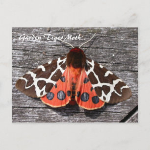 Moth Magic: Garden Tiger Moth postcard Postkarte