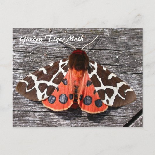 Moth Magic: Garden Tiger Moth postcard Postkarte (Vorderseite)