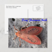 Moth Magic: Rosy Footman Moth Postcard Postkarte (Vorne/Hinten)