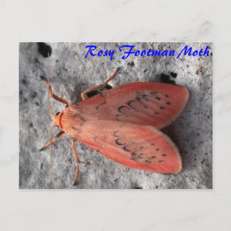 Moth Magic: Rosy Footman Moth Postcard Postkarte