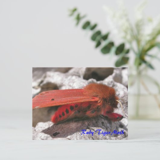 Moth Magic: Ruby Tiger Moth Postcard Postkarte (Stehend Vorderseite)