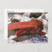 Moth Magic: Ruby Tiger Moth Postcard Postkarte (Vorne/Hinten)