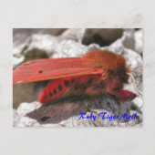 Moth Magic: Ruby Tiger Moth Postcard Postkarte (Vorderseite)