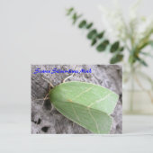 Moth Magic: Silber-Linien-Moth-Postkarte Postkarte (Stehend Vorderseite)