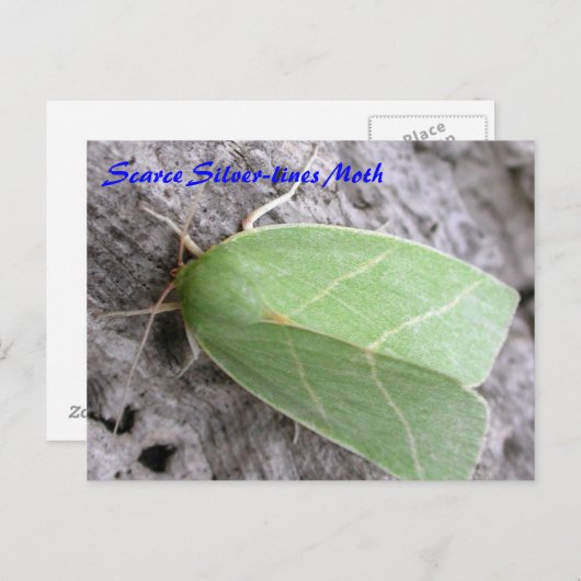 Moth Magic: Silber-Linien-Moth-Postkarte Postkarte (Vorne/Hinten)