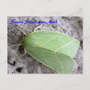 Moth Magic: Silber-Linien-Moth-Postkarte Postkarte