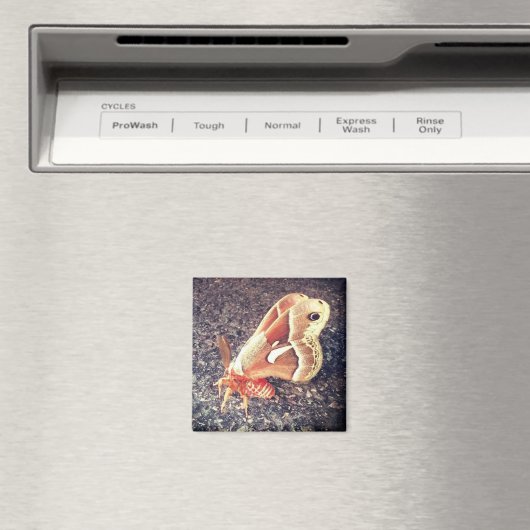 Moth Magnet (In Situ (Geschirrspüler))