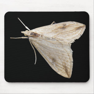 Moth Mousepad