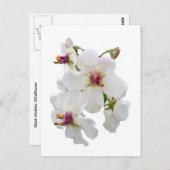 Moth Mullein Wildblume Postkarte (Vorne/Hinten)