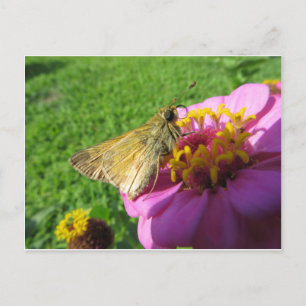 Moth on Blume Postkarte