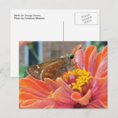 Moth On Orange Blume Postkarte (Vorne/Hinten)