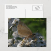 Moth on Yarrow Blume, Insel Unalaska Postkarte (Vorne/Hinten)