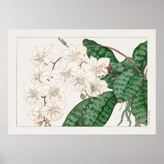 Moth Orchid Blume, Phalaenopsis, Tanigami Konan, Poster (Vorne)