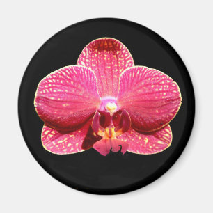 Moth Orchid Magnet