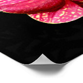 Moth Orchid Poster (Ecke)