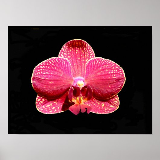 Moth Orchid Poster (Vorne)