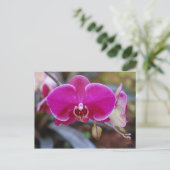 Moth Orchid Postkarte (Stehend Vorderseite)