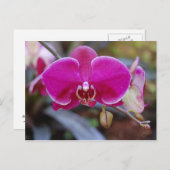Moth Orchid Postkarte (Vorne/Hinten)
