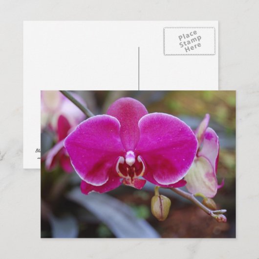 Moth Orchid Postkarte (Vorne/Hinten)