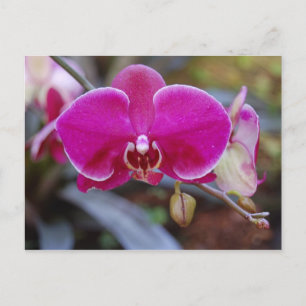 Moth Orchid Postkarte