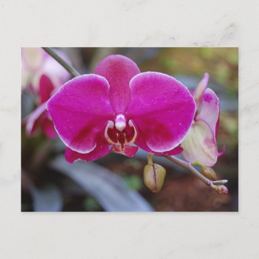 Moth Orchid Postkarte (Vorderseite)