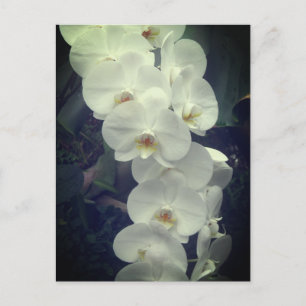 Moth Orchid Postkarte