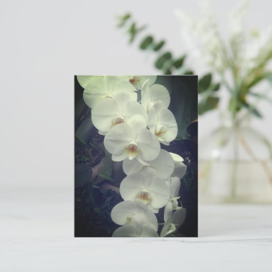Moth Orchid Postkarte (Stehend Vorderseite)