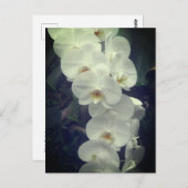 Moth Orchid Postkarte (Vorne/Hinten)