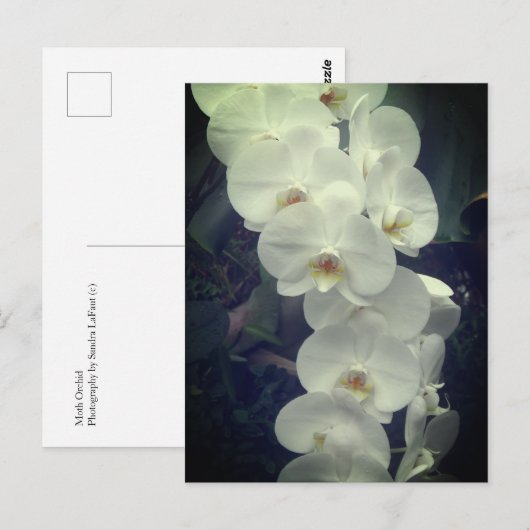 Moth Orchid Postkarte (Vorne/Hinten)