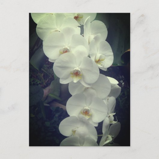 Moth Orchid Postkarte (Vorderseite)