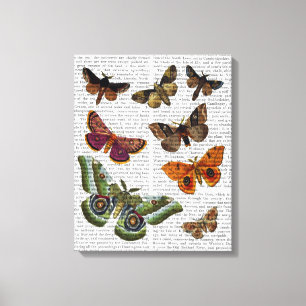 Moth Plate 2 Leinwanddruck