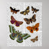 Moth Plate 2 Poster (Vorne)