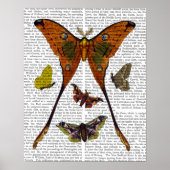Moth Plate 2 Poster (Vorne)