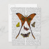 Moth Plate 2 Postkarte (Vorne/Hinten)