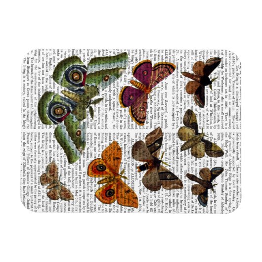 Moth Plate 3 Magnet (Horizontal)