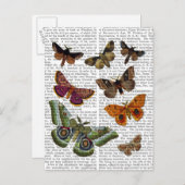 Moth Plate 3 Postkarte (Vorne/Hinten)