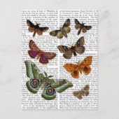 Moth Plate 3 Postkarte (Vorderseite)