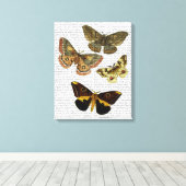Moth Plate 4 Leinwanddruck (Insitu (Holzboden))