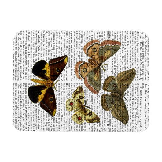 Moth Plate 4 Magnet (Horizontal)