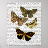 Moth Plate 4 Poster (Vorne)