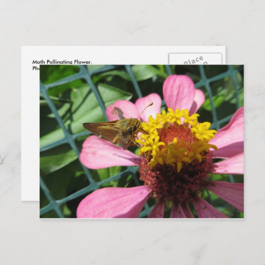 Moth Pollinating Blume Postkarte (Vorne/Hinten)